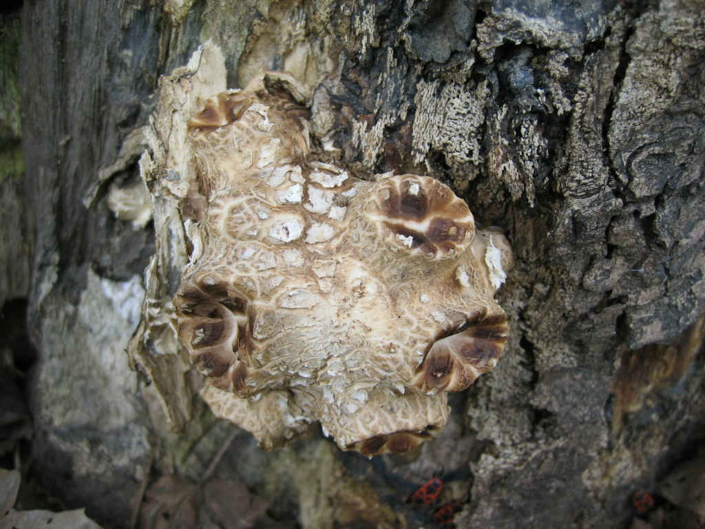 I Funghi primaverili: Polyporus squamosus